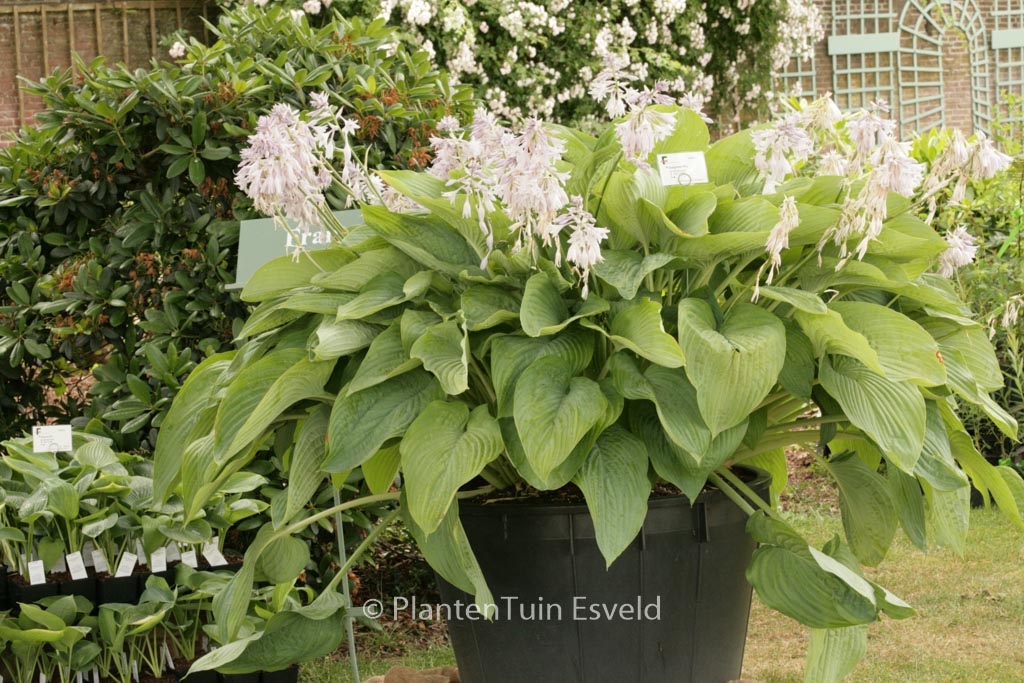 Hosta ‘Empress Wu’