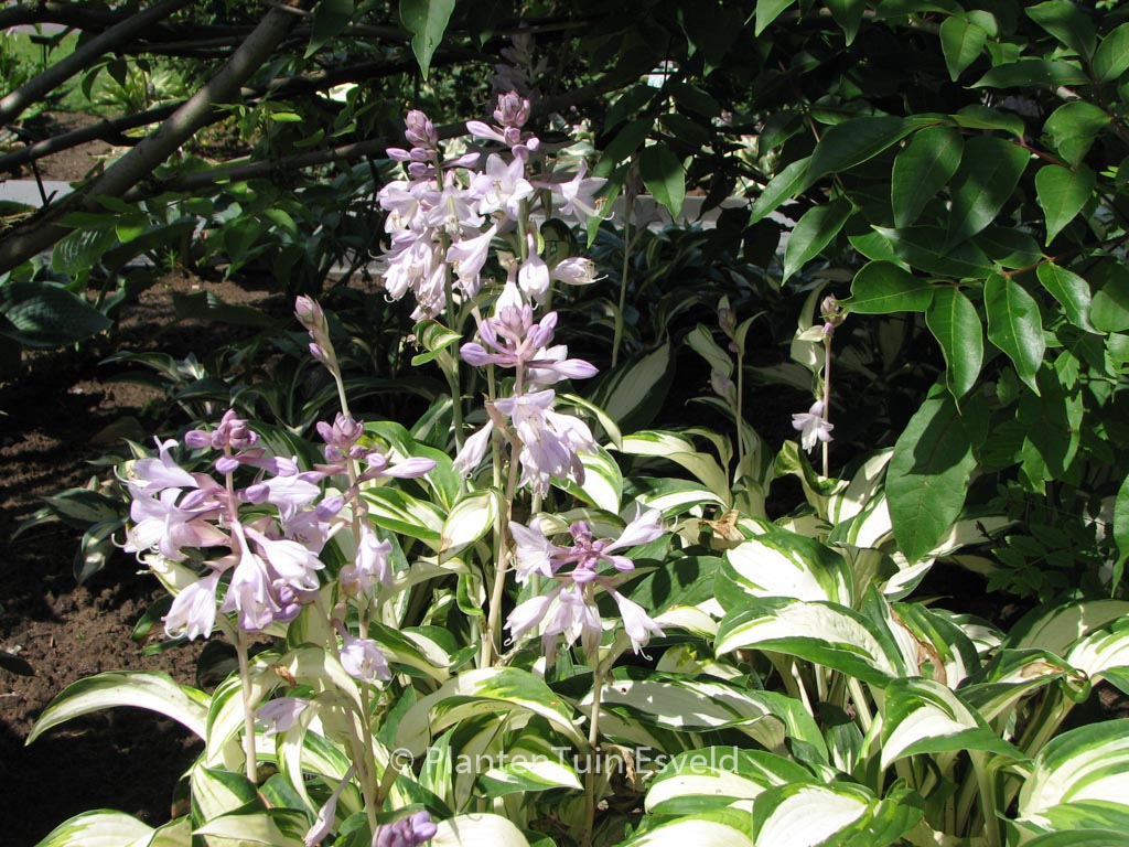 Hosta ‘Enterprise’