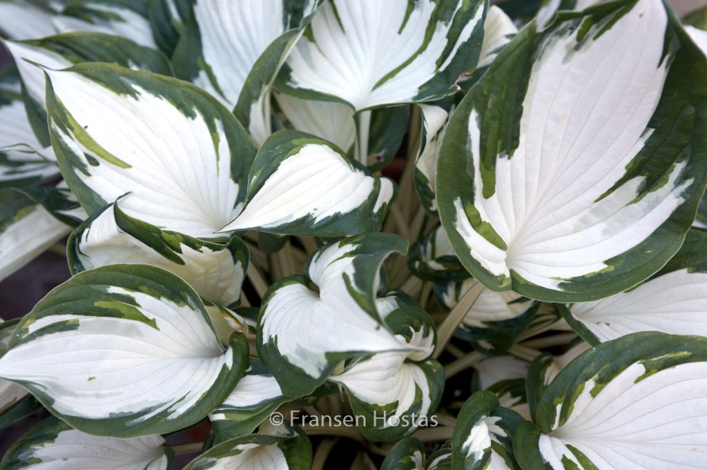 Hosta ‘Fire and Ice’