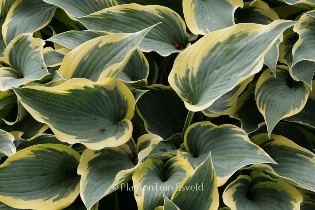 Hosta ‘First Frost’