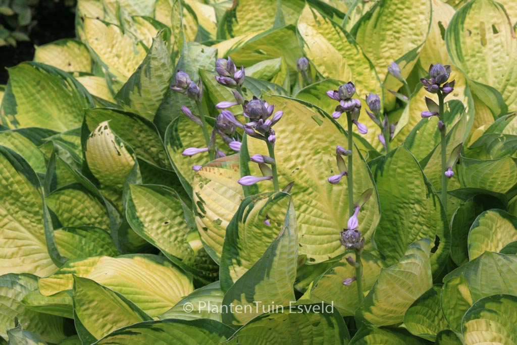Hosta ‘Gold Standard’