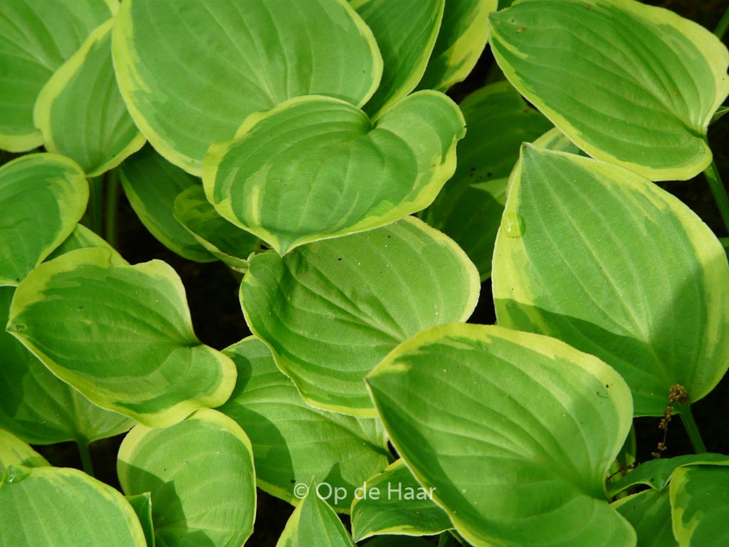 Hosta ‘Golden Tiara’