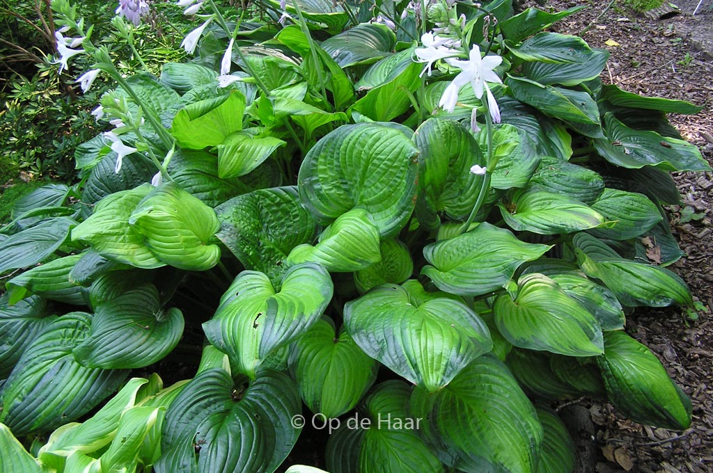 Hosta ‘Guacamole’
