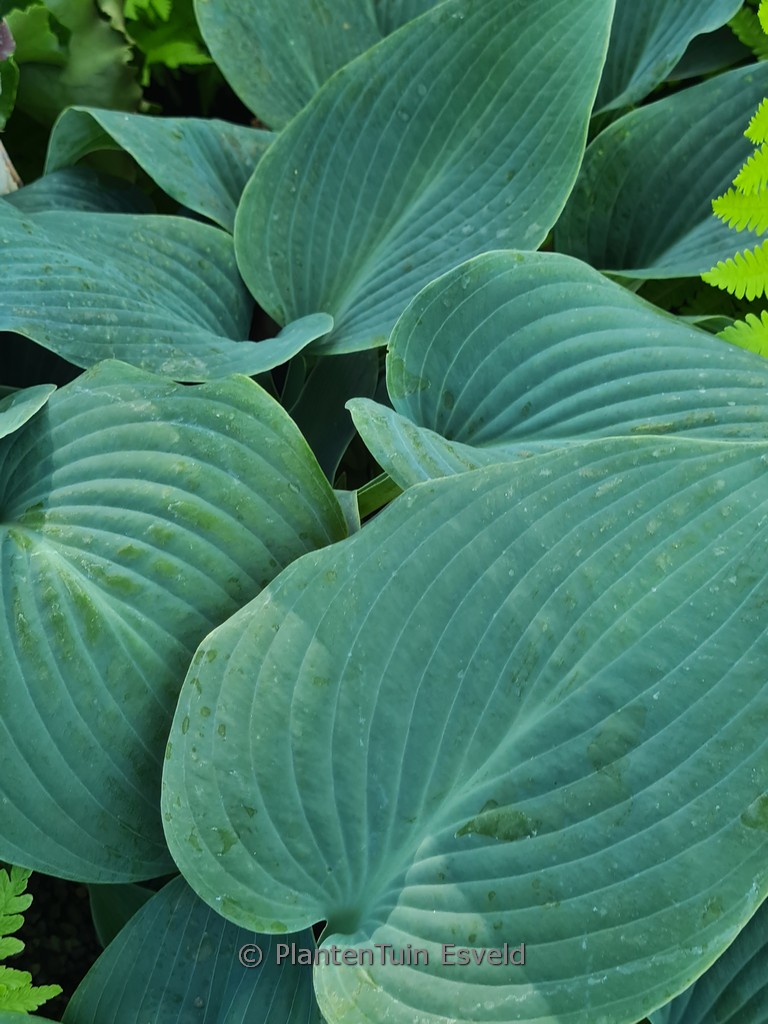 Hosta ‘Halcyon’
