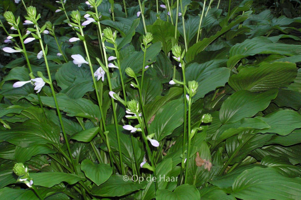 Hosta ‘Honeybells’