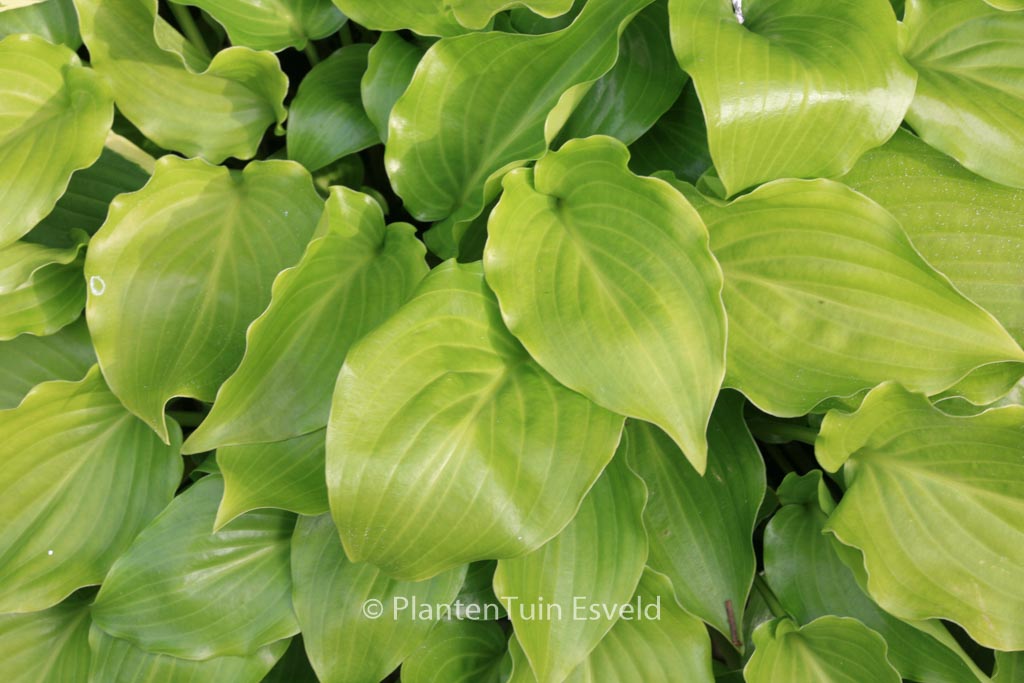 Hosta ‘Invincible’