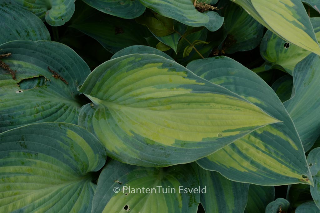 Hosta ‘June’