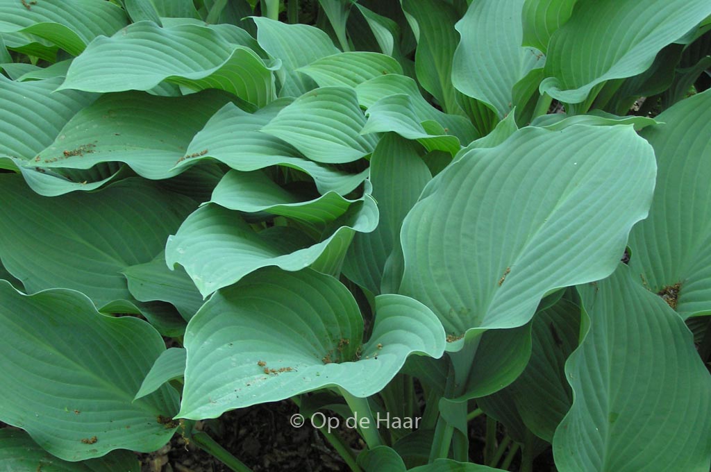 Hosta ‘Krossa Regal’