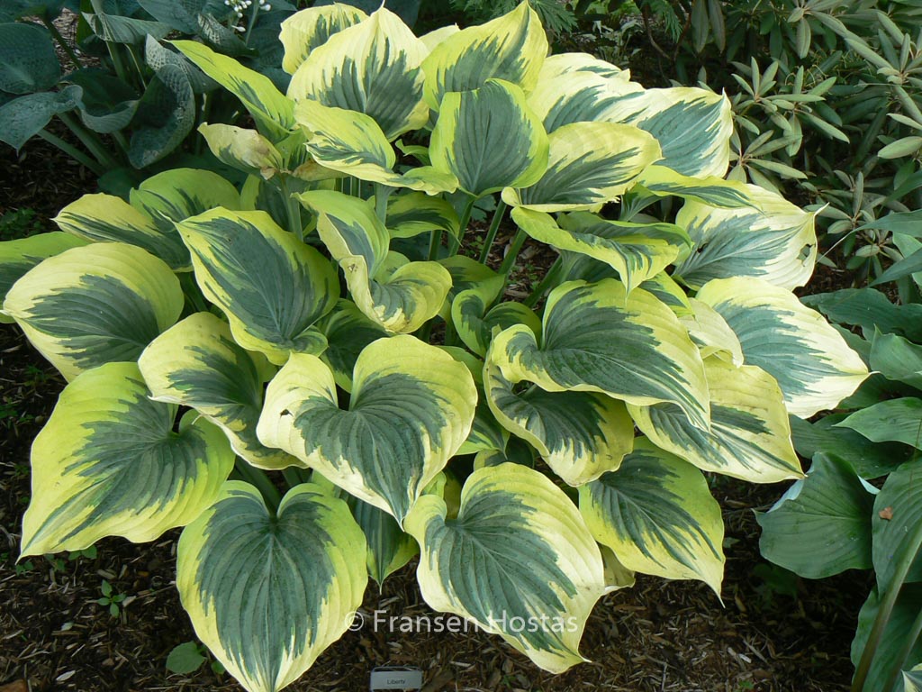 Hosta ‘Liberty’