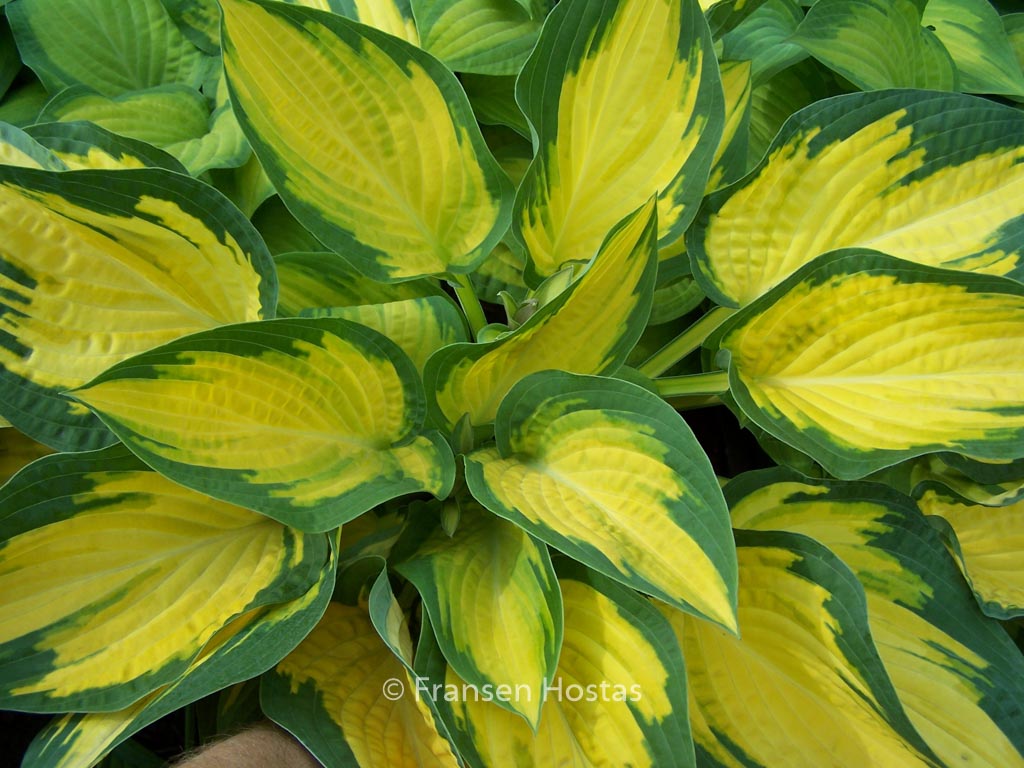 Hosta ‘Orange Marmelade’