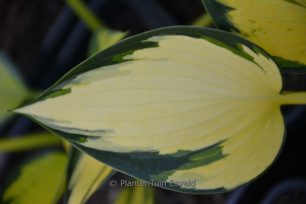 Hosta ‘Orange Star’