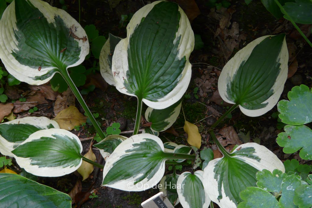 Hosta ‘Patriot’