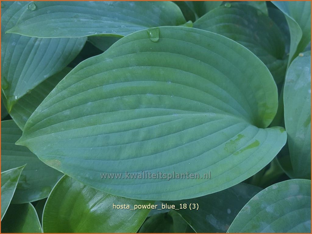 Hosta ‘Powder Blue’