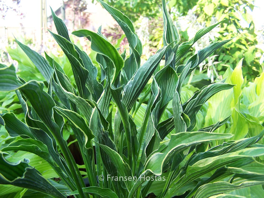 Hosta ‘Praying Hands’