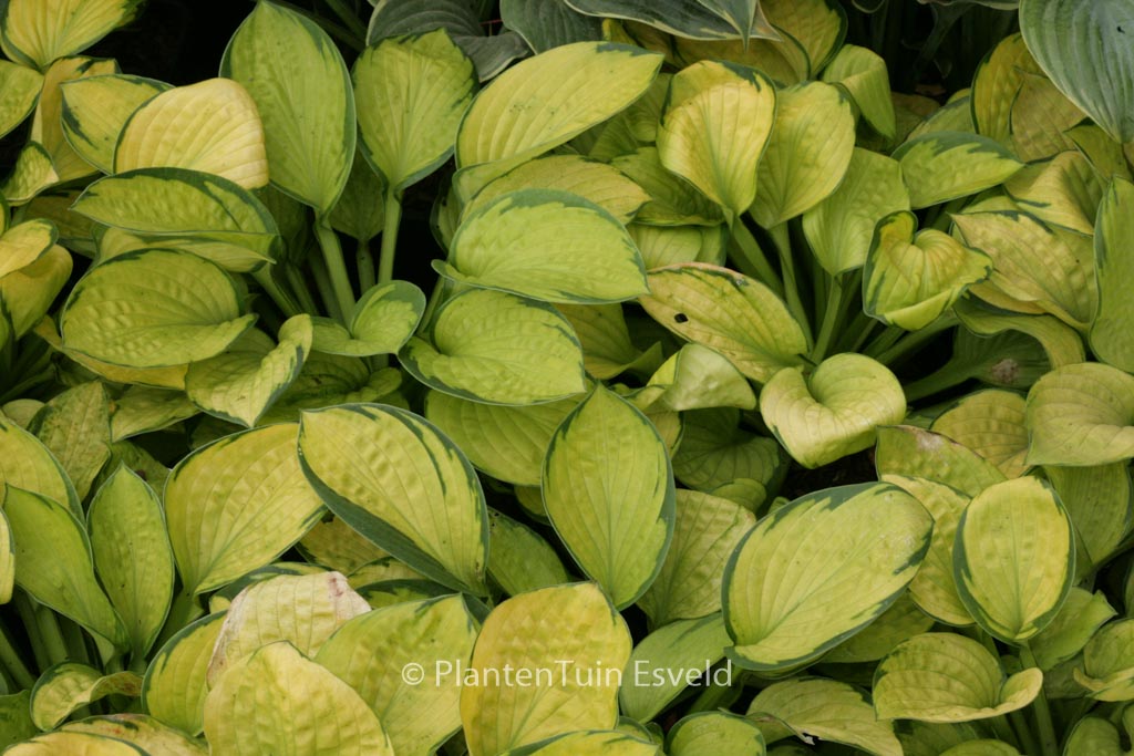 Hosta ‘Rainforest Sunrise’