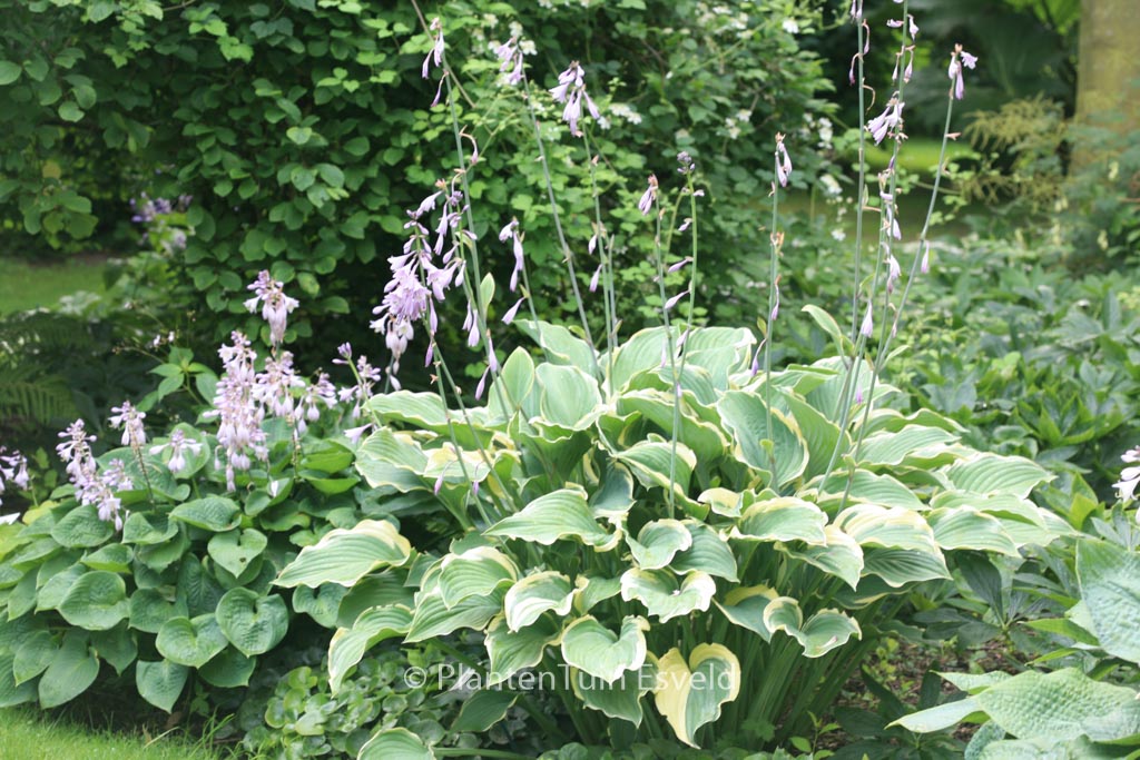 Hosta ‘Regal Splendor’