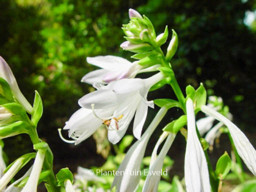Hosta ‘So Sweet’
