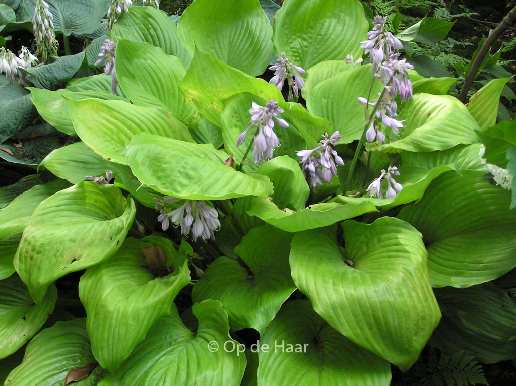Hosta ‘Sum and Substance’
