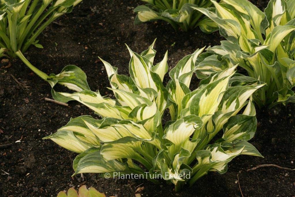 Hosta ‘Whirlwind’