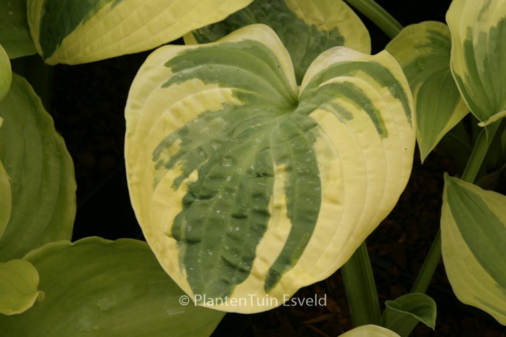 Hosta ‘Wide Brim’
