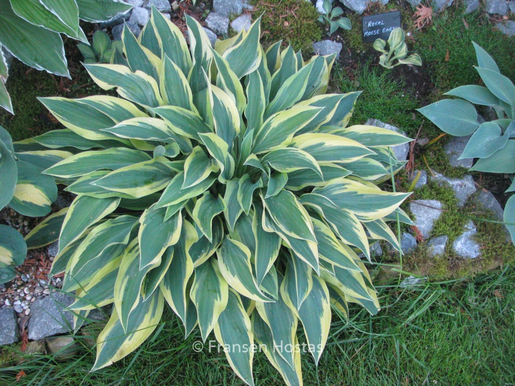 Hosta ‘Wolverine’
