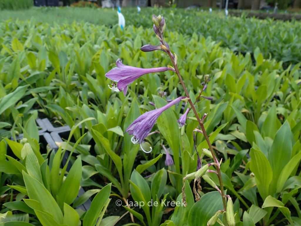 Hosta clausa var. normalis