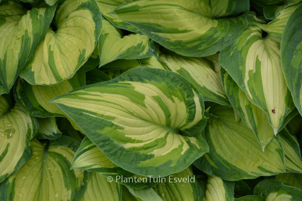 Hosta fortunei ‘Albopicta’