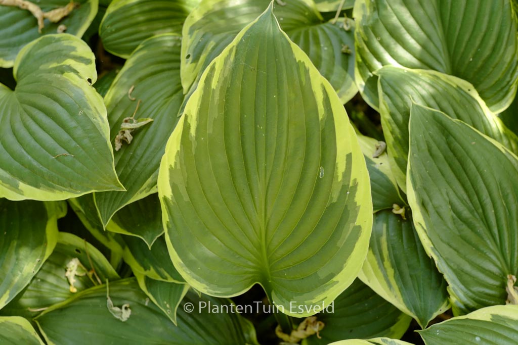 Hosta fortunei ‘Aureomarginata’