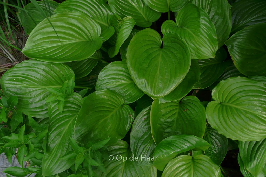 Hosta plantaginea ‘Grandiflora’
