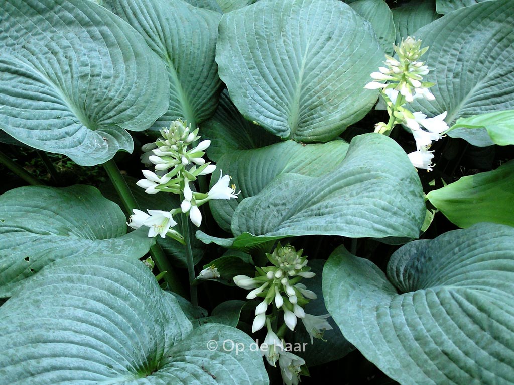 Hosta sieboldiana ‘Elegans’