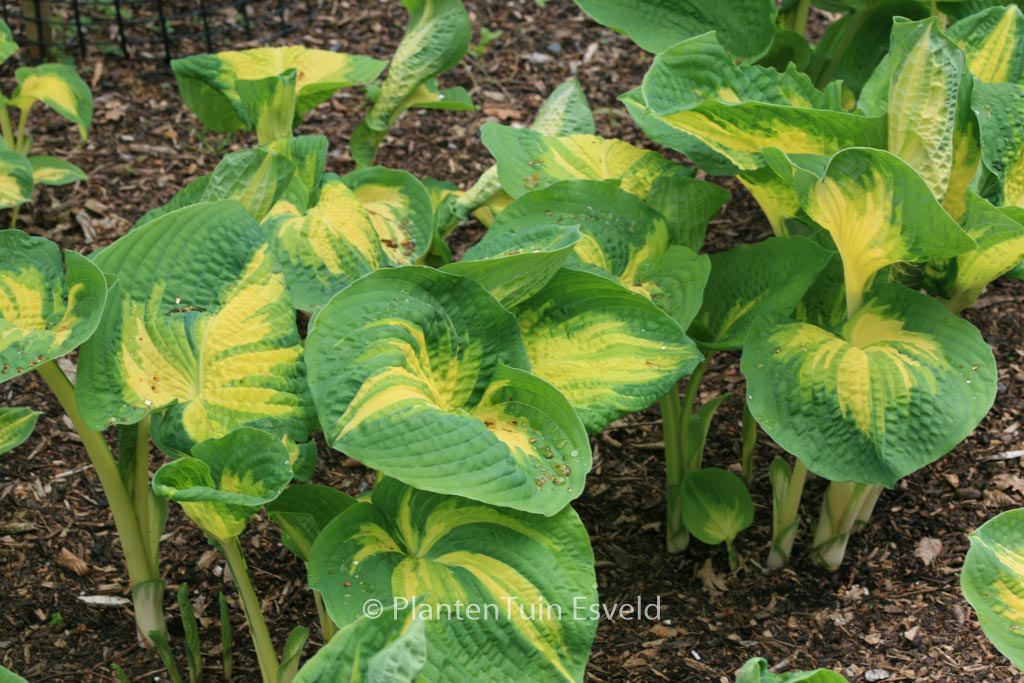 Hosta sieboldiana ‘Great Expectations’