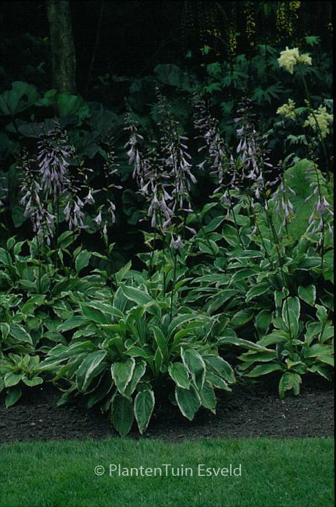 Hosta undulata ‘Albomarginata’