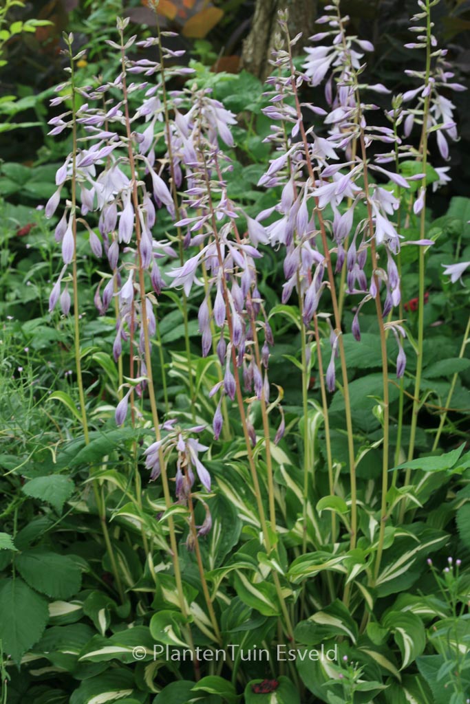 Hosta undulata ‘Mediovariegata’