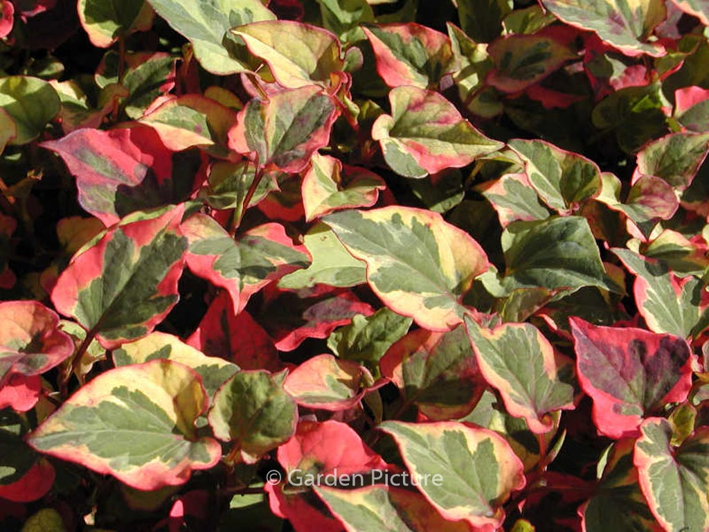 Houttuynia cordata ‘Chameleon’