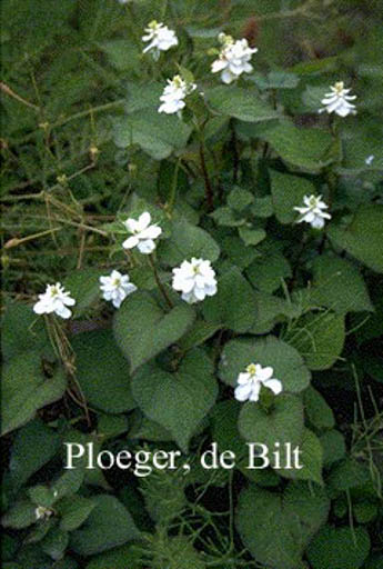 Houttuynia cordata ‘Plena’