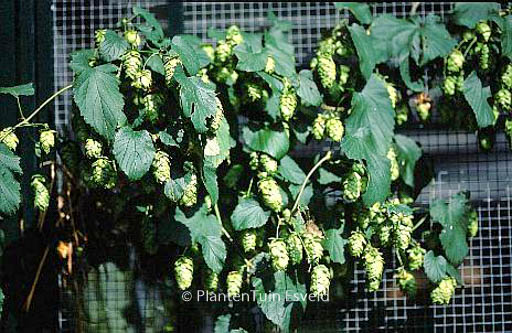 Humulus lupulus ‘First Gold’ (PRIMA DONNA)