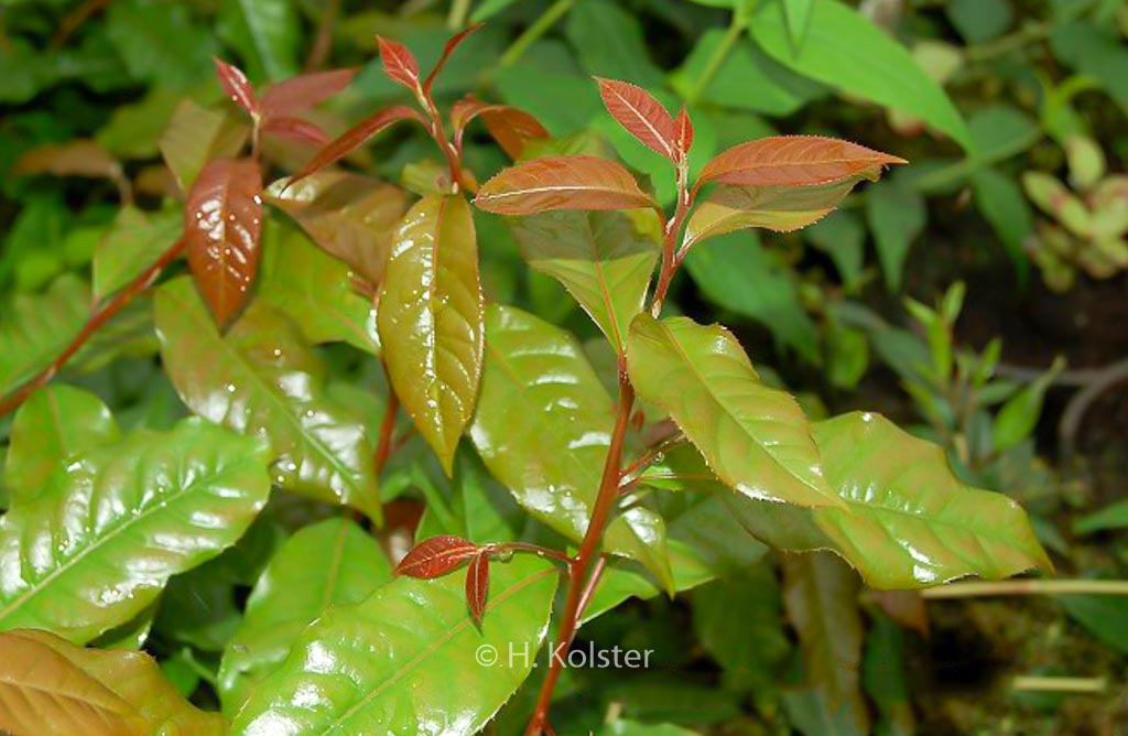 Huodendron biaristatum