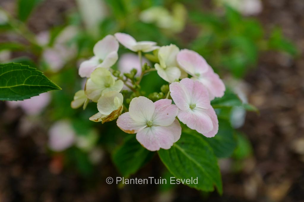Hydrangea ‘French Bolero’