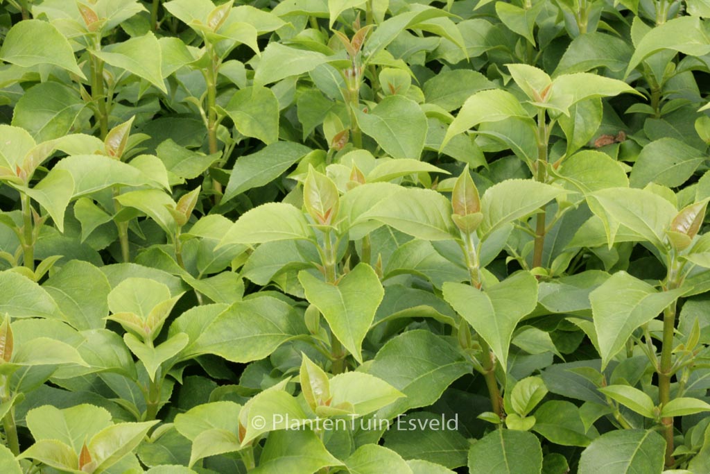 Hydrangea ‘Inovalaur’ (SEMIOLA)