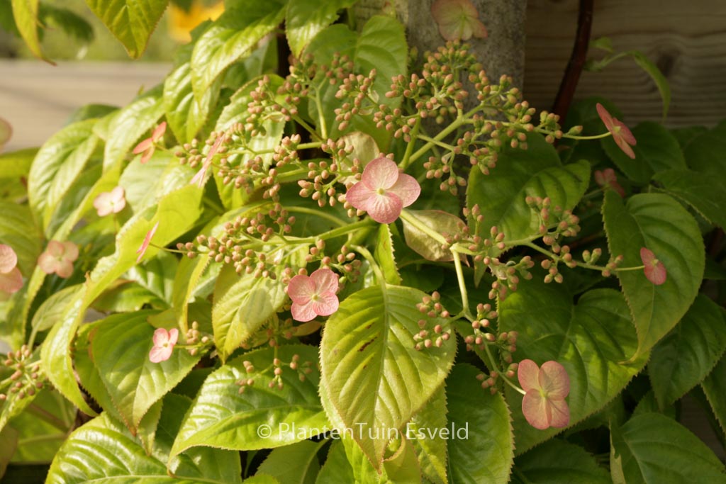 Hydrangea anomala ‘Crug Coral’
