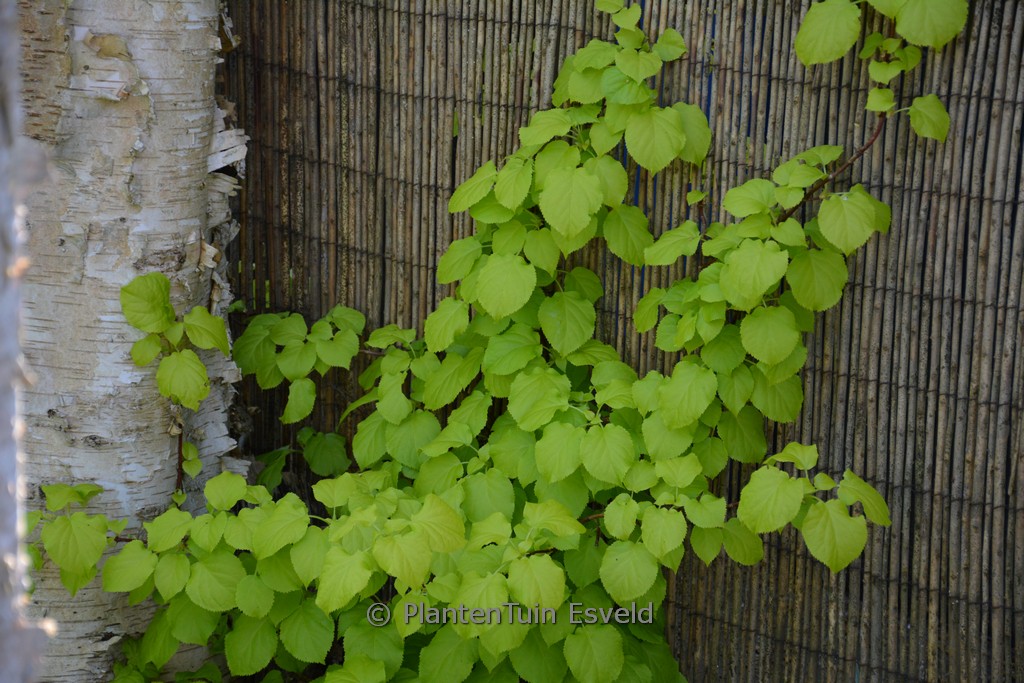 Hydrangea anomala ‘HBHP05’ (BRIGHT SIDE)