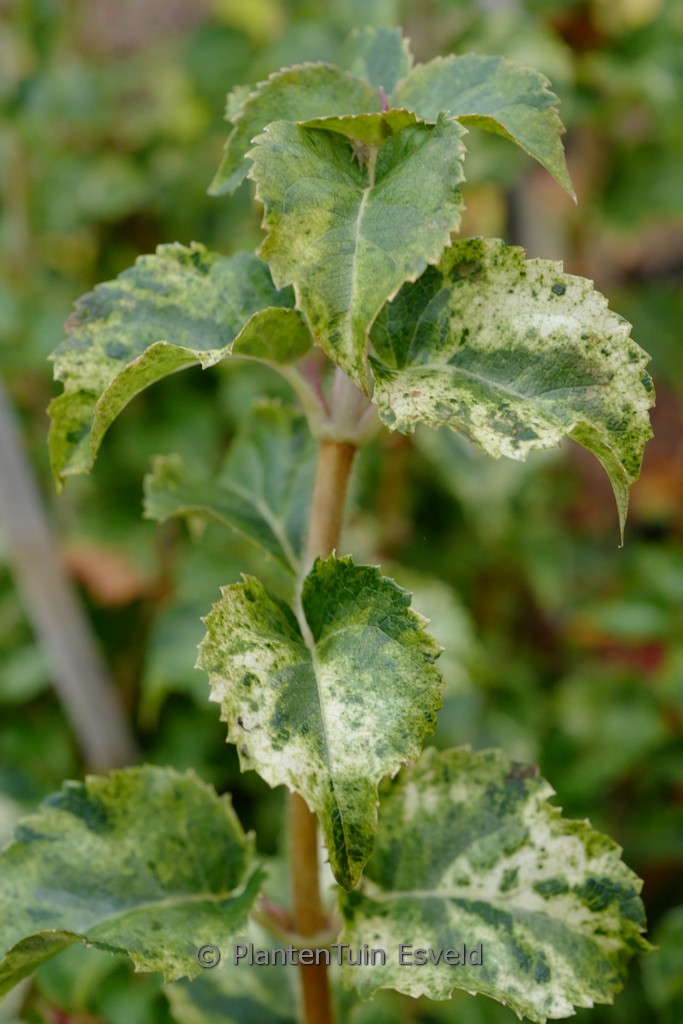 Hydrangea anomala ‘Kuga Variegated’
