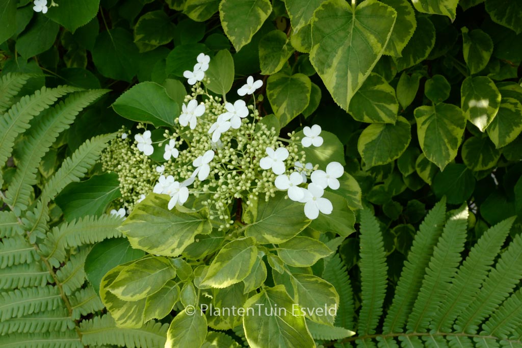Hydrangea anomala ‘Mirranda’