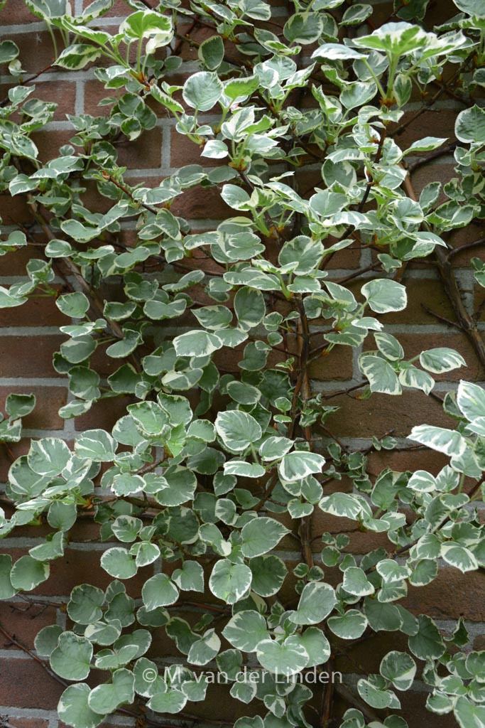 Hydrangea anomala ‘Silver Lining’