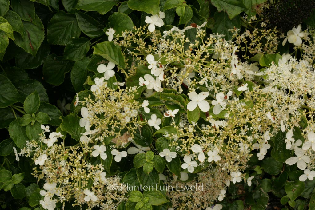 Hydrangea anomala ‘Tiliifolia’