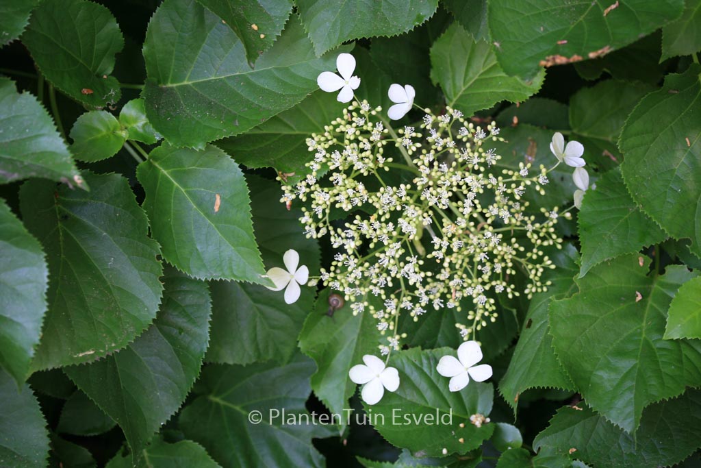 Hydrangea anomala quelpartii