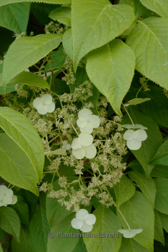Hydrangea anomala