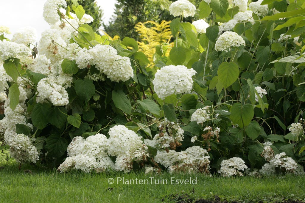 Hydrangea arborescens ‘Abetwo’ (INCREDIBALL) (STRONG ANNABELLE)