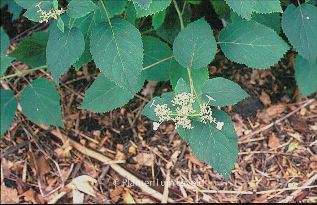 Hydrangea arborescens ‘Astrid Lindgren’