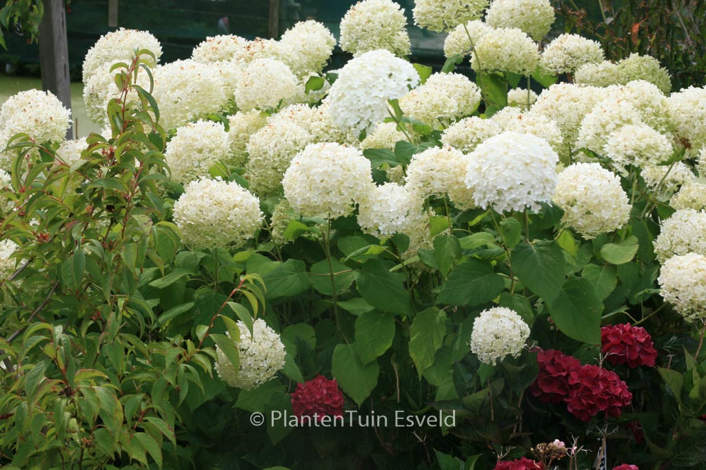 Hydrangea arborescens ‘Bounty’